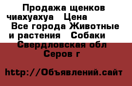 Продажа щенков чиахуахуа › Цена ­ 12 000 - Все города Животные и растения » Собаки   . Свердловская обл.,Серов г.